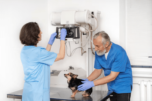 a-complete-guide-to-buying-quality-veterinary-medical-equipment